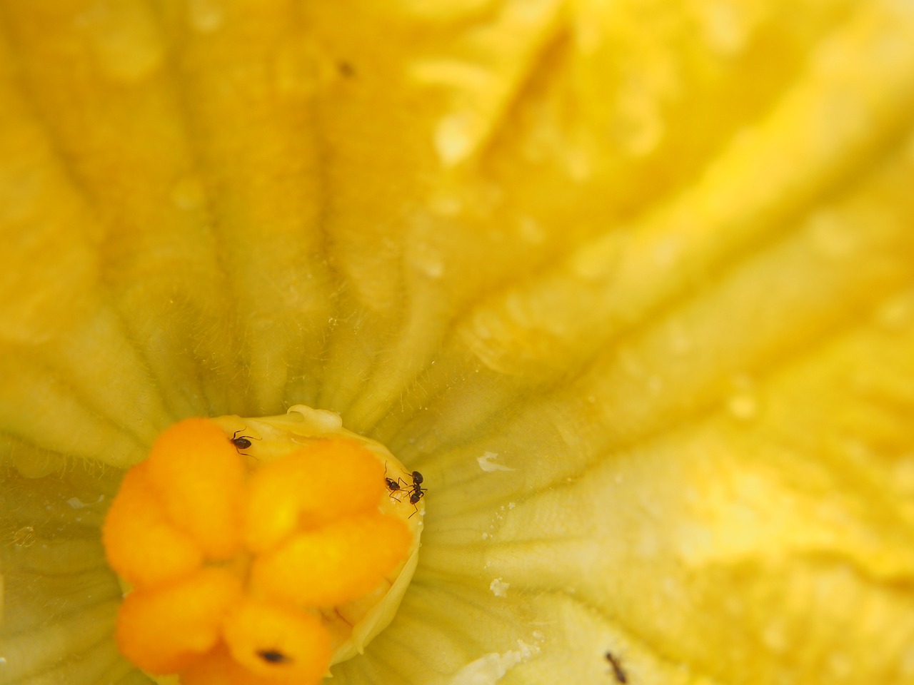 Setup Your Own Rainwater Harvesting System for an Eco-Garden